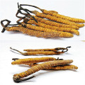 Top quality Cordyceps sinensis dongchong xiacao